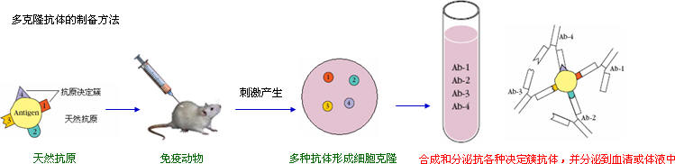 抗體(ti) 製備