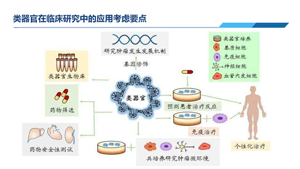 類器官在臨(lin) 床研究中應用考慮要點.jpg 類器官在臨(lin) 床研究中應用考慮要點.jpg