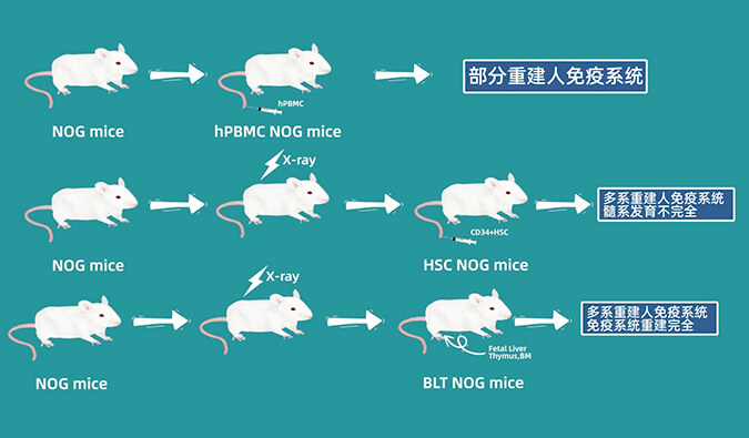 評價(jia) 腫瘤藥物的動物藥效模型，你選對了嗎.jpg
