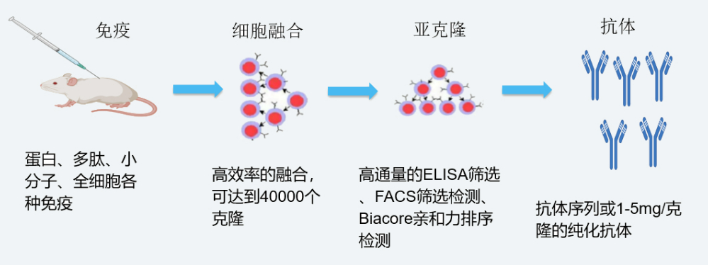 必威betway网址雜交瘤技術平台開發流程